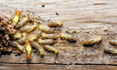 Termite Control