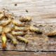 Termite Control