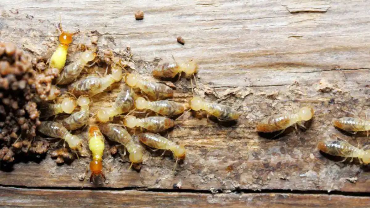Termite Control
