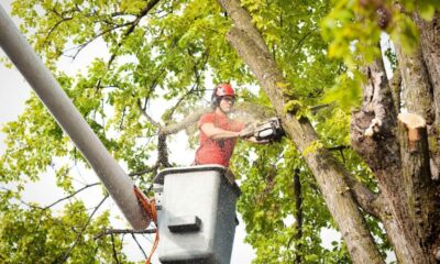 Tree Trimming