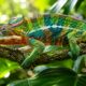 chameleónovité