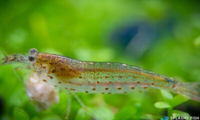 caridina japonica amano shrimp