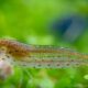 caridina japonica amano shrimp