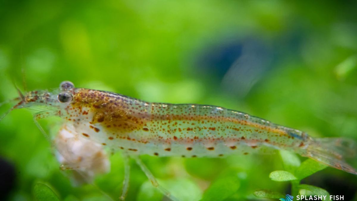 caridina japonica amano shrimp